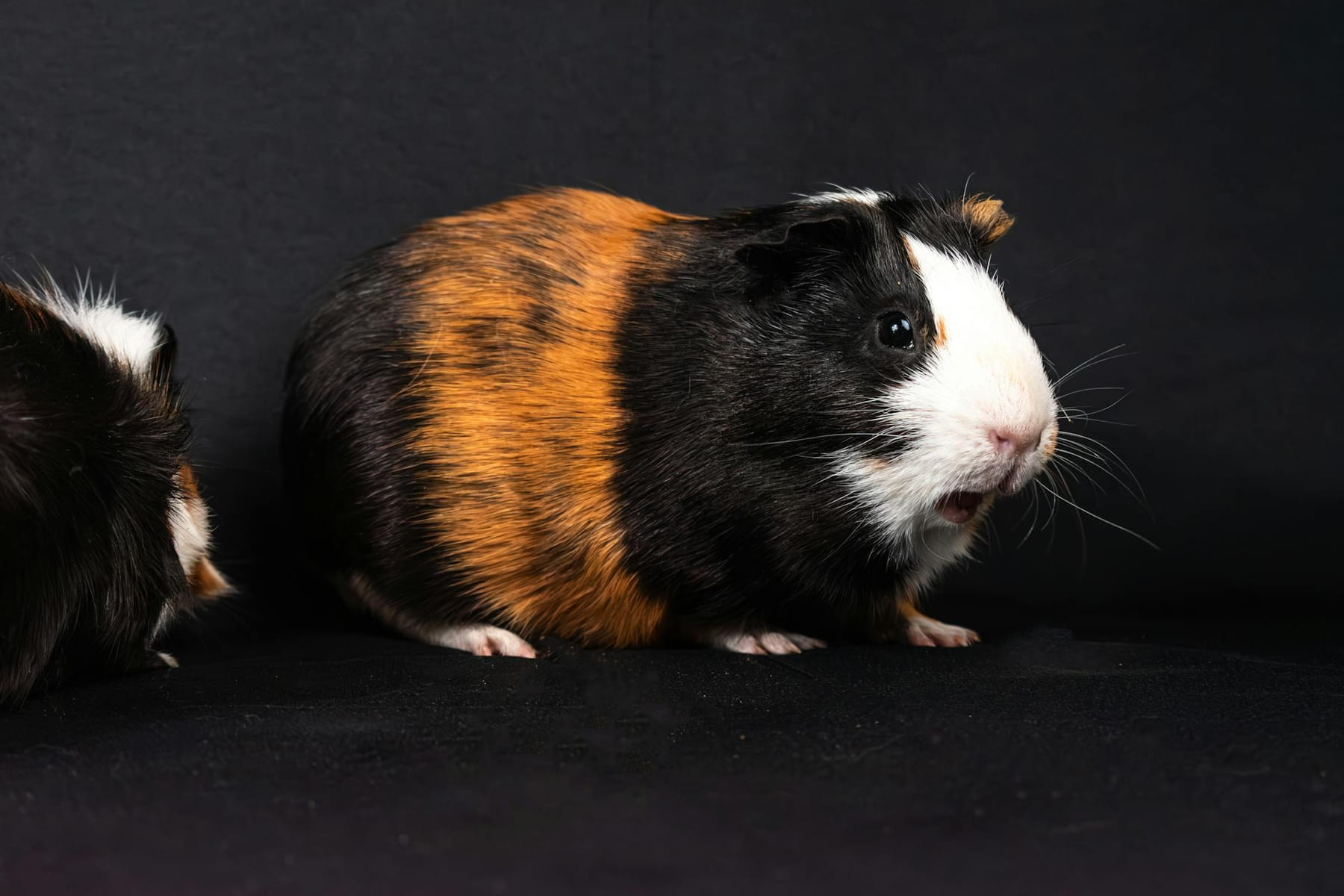 A cute tri-color guinea pig photographed on a black background in a studio setting. on Little Critter Guide
