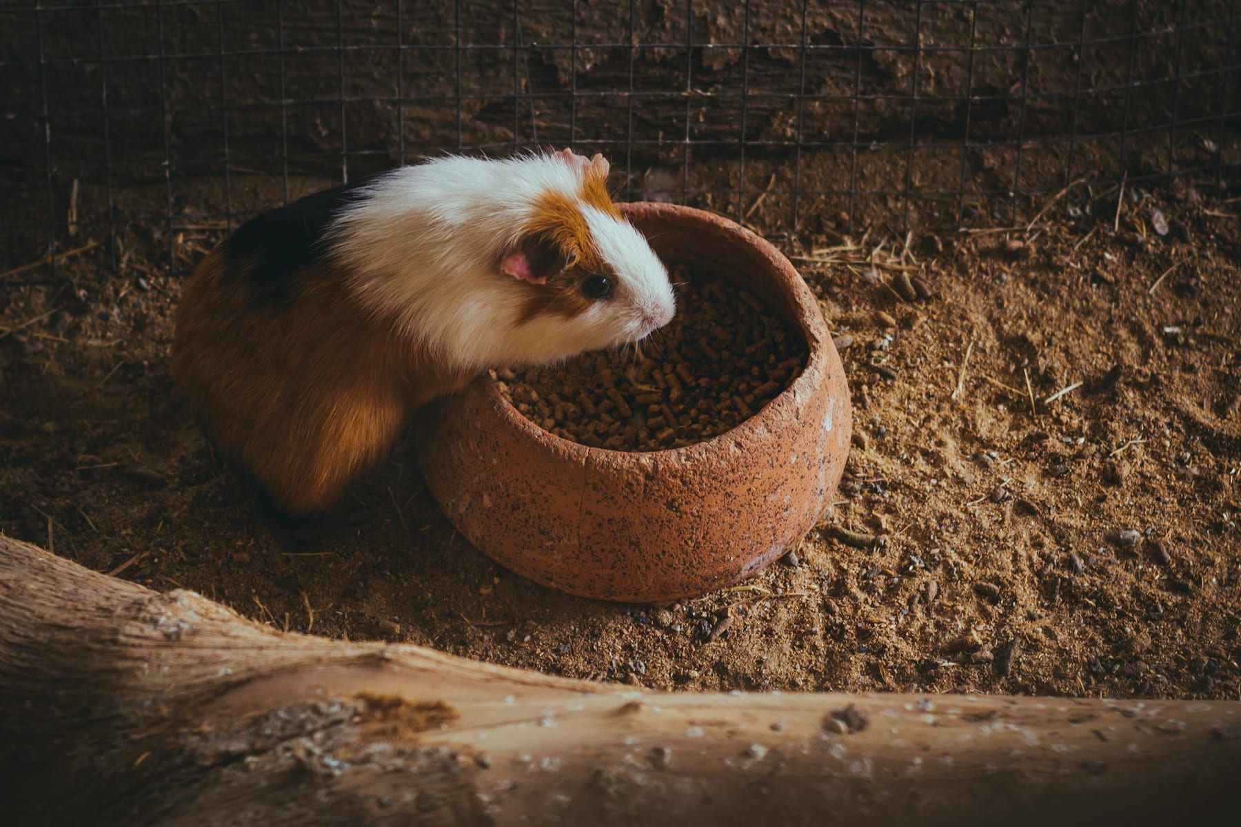 Cute guinea pig munching on food in a rustic setting, perfect for pet lovers. on Little Critter Guide