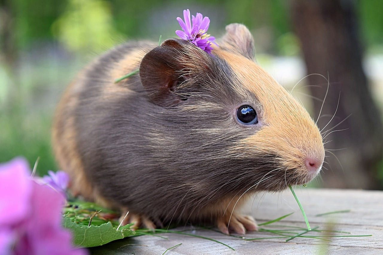 guinea pig, pet, animal, cute, small, sweet, pig, cavy, guinea, nature, portrait, furry, funny, young, grass, healthy, happy, smile on Little Critter Guide