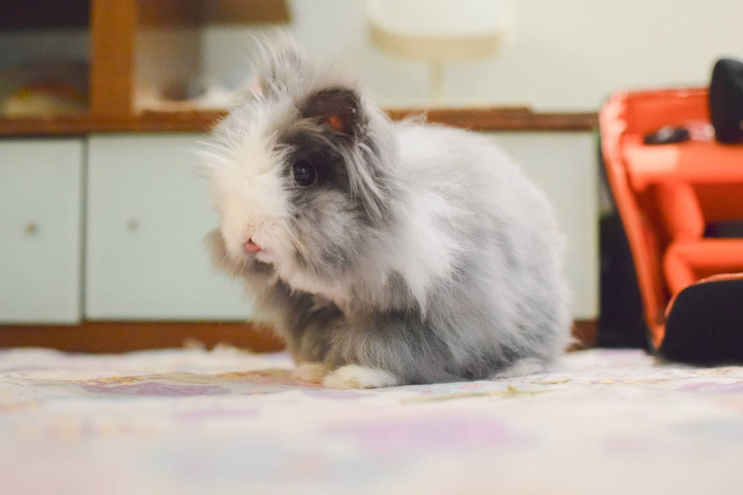 grey and white rabbit on Little Critter Guide