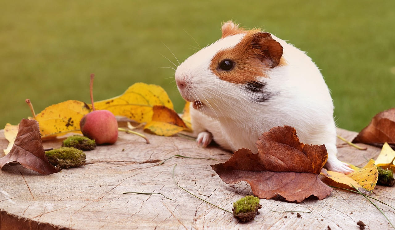 guinea pig, pig, fuzz, autumn, animal, guinea, pet, cute, white, furry, adorable, brown, fur, funny, small, domestic, portrait, cavy, young, little, cavia, nature, guinea-pig, sweet on Little Critter Guide