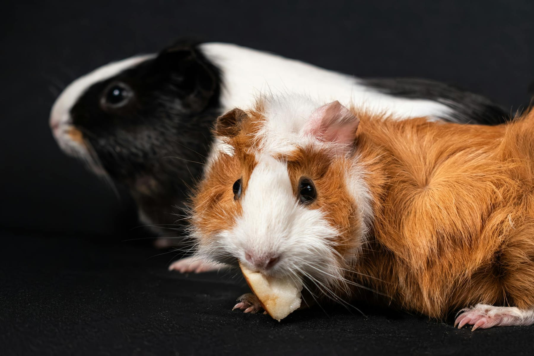 Close-up of two cute guinea pigs eating a snack on black background. on Little Critter Guide