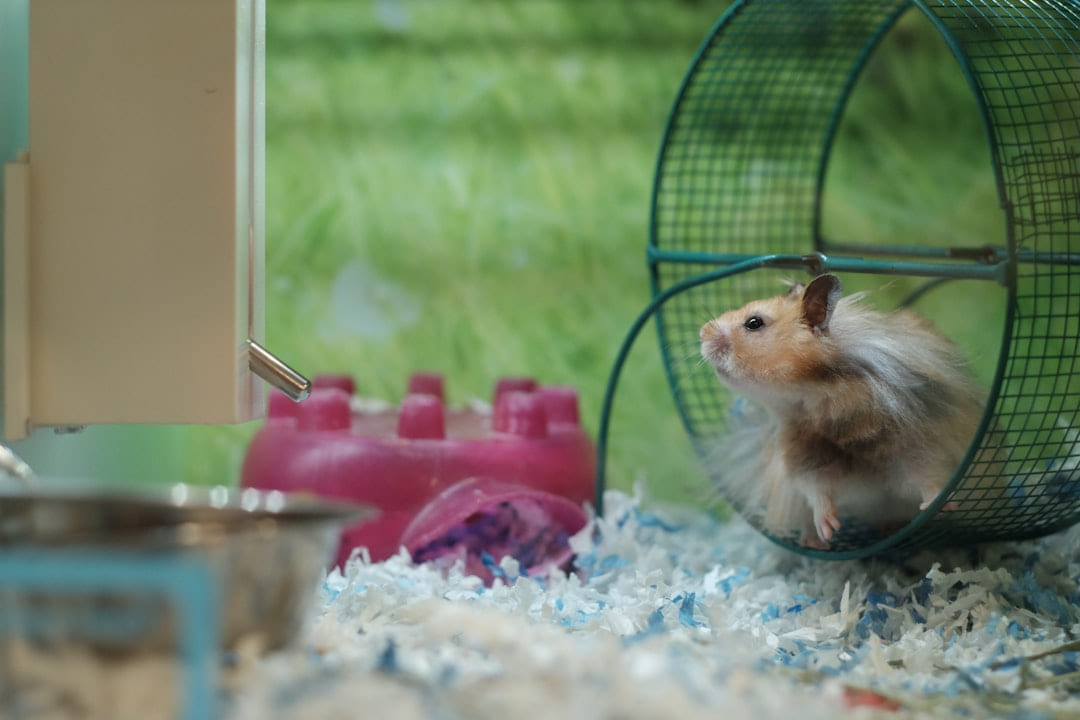 a hamster in a cage on Little Critter Guide
