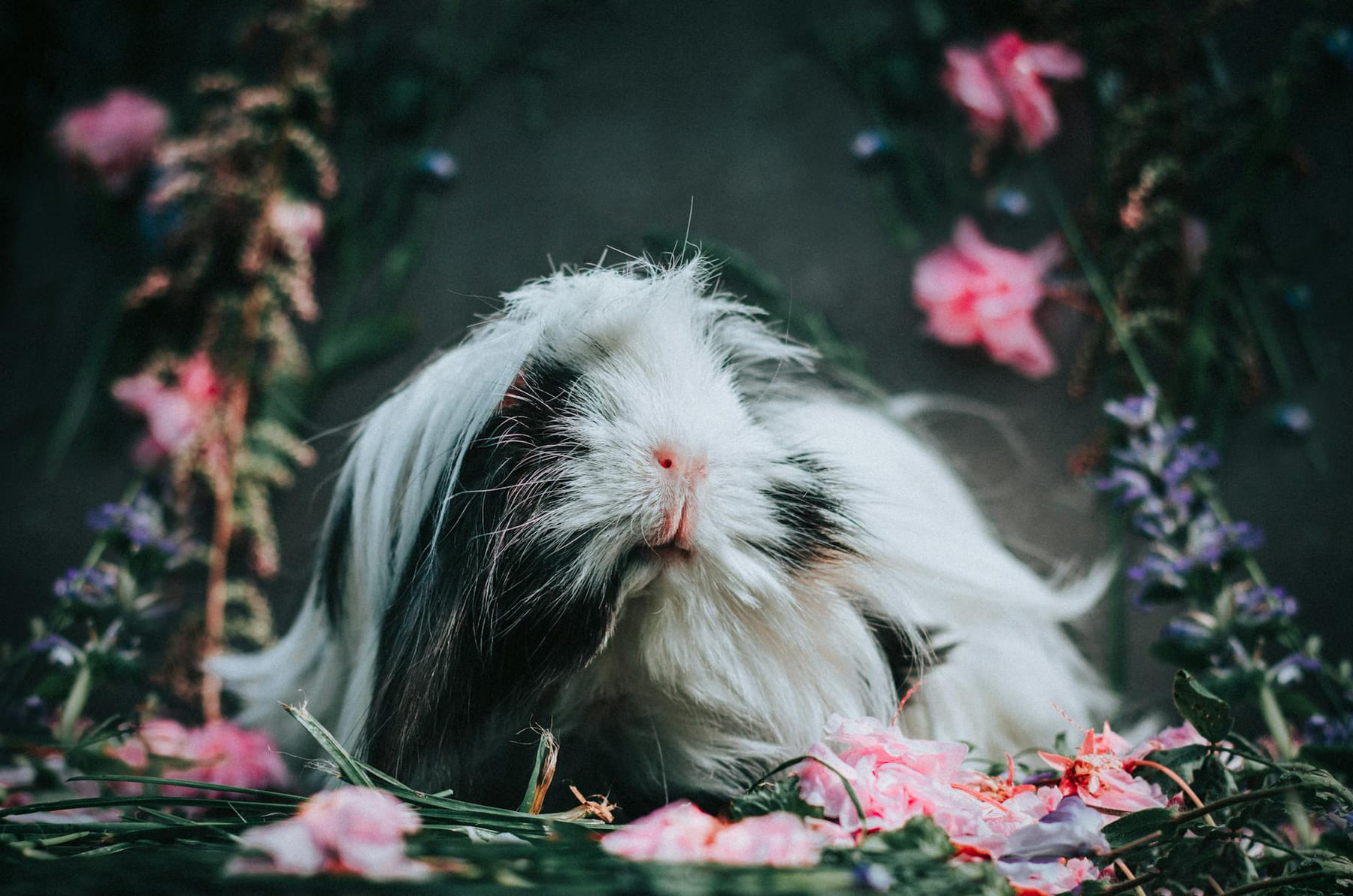 Captivating close-up of a long-haired guinea pig surrounded by vivid flowers in a serene garden setting. on Little Critter Guide