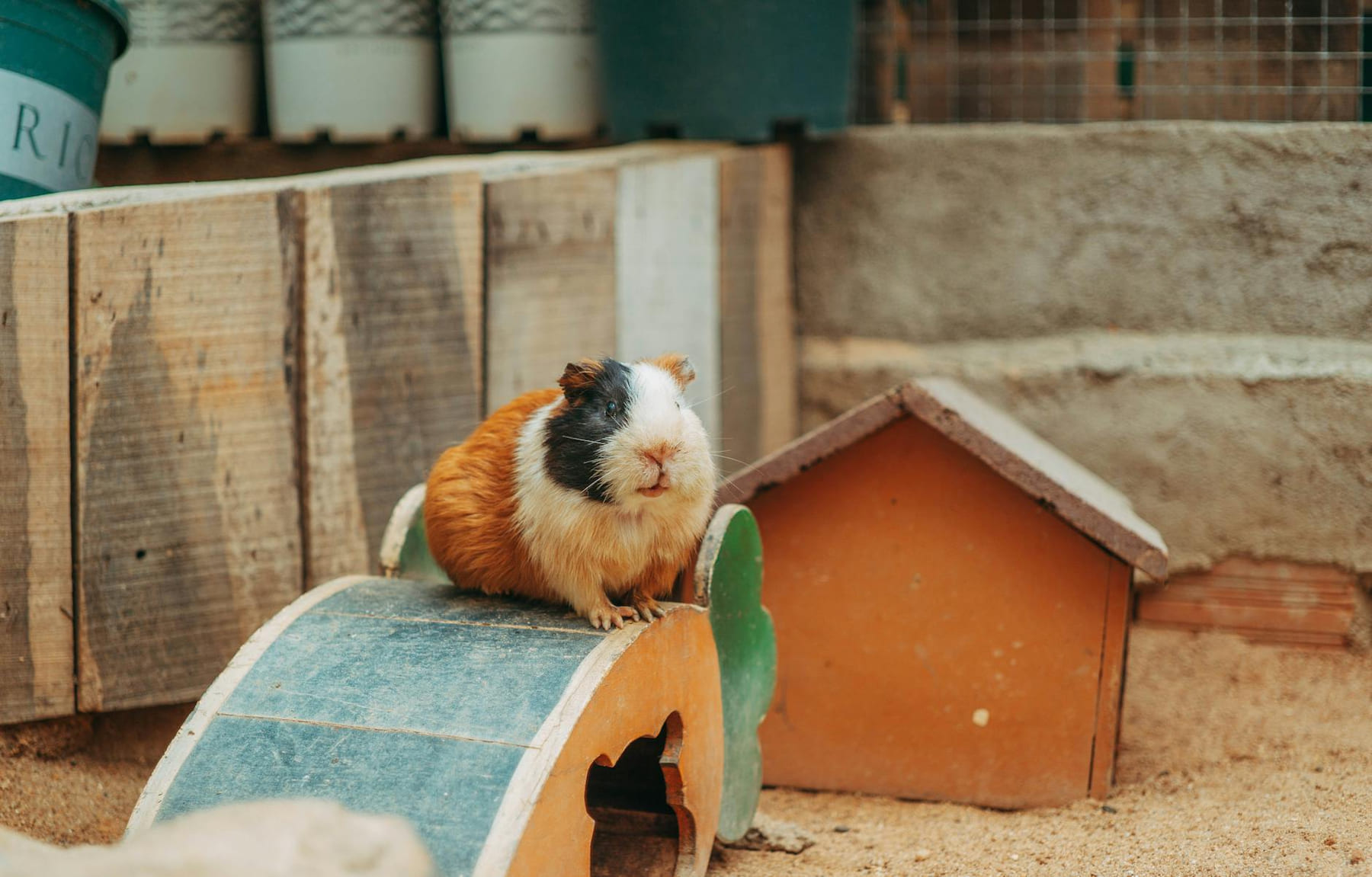 A fluffy guinea pig sitting on a wooden bridge in its cozy enclosure. on Little Critter Guide