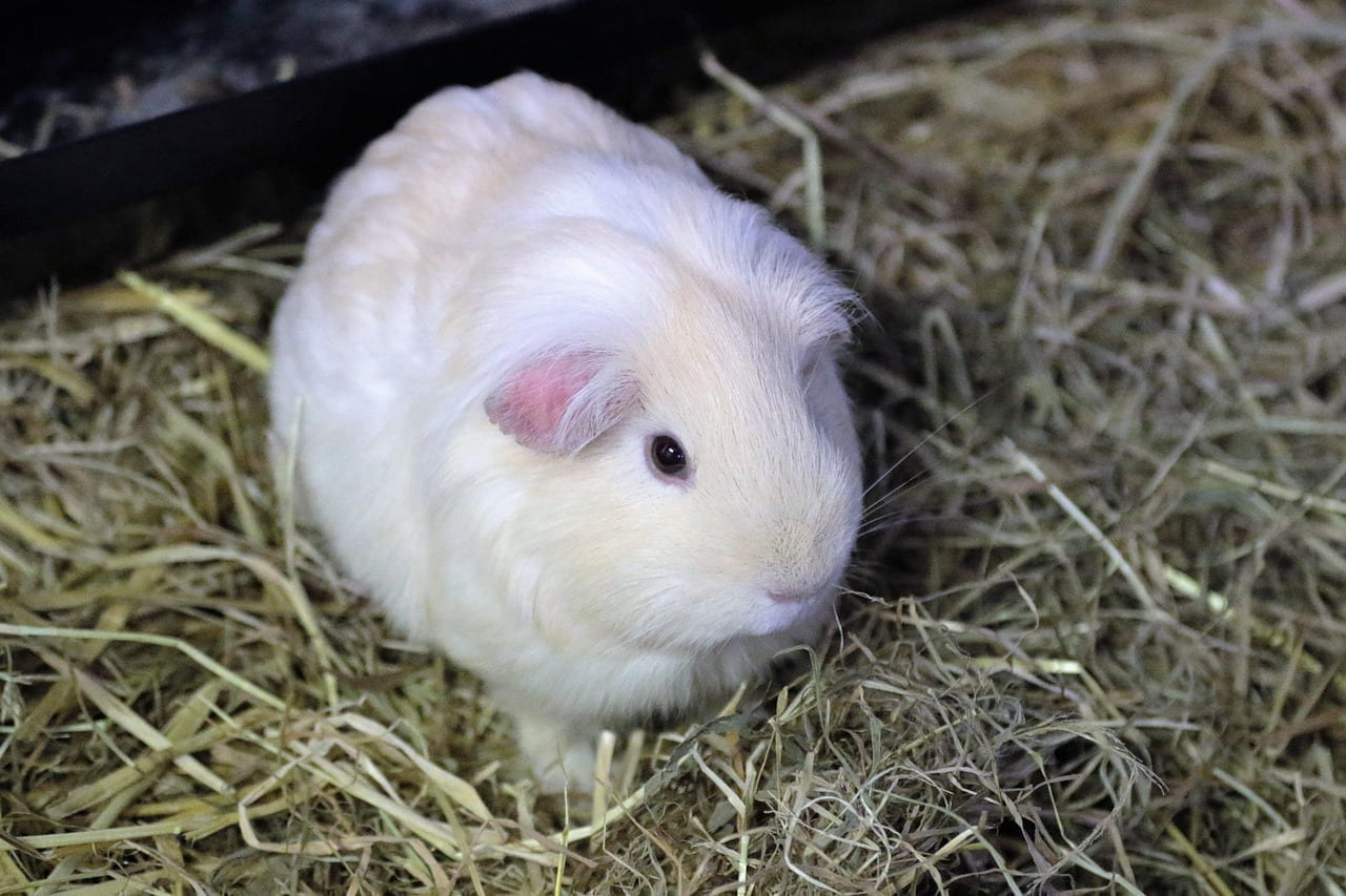 guinea pig, rodent, animal, pet, guinea, pig, nature, cute, white, furry, hairy, mammal, brown, fur, adorable, hamster, domestic, guinea-pig on Little Critter Guide
