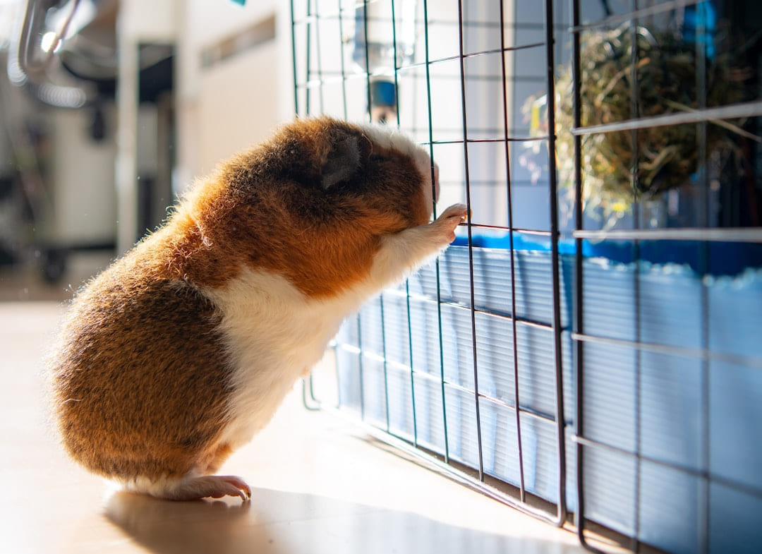 white and brown guinea pig in cage on Little Critter Guide
