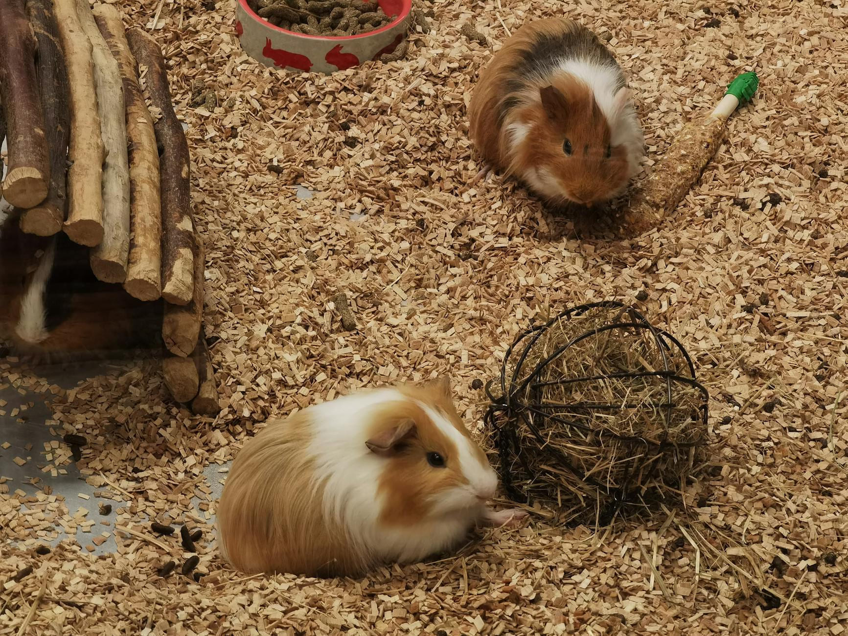 Two adorable guinea pigs playing in a wood chip enclosure with toys. on Little Critter Guide