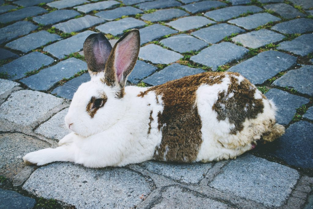 Rabbit - freestocks.org - Free stock photo on Little Critter Guide