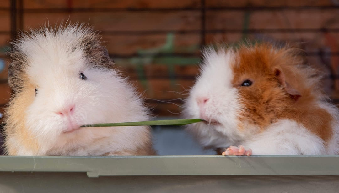 a group of hamsters eating grass on Little Critter Guide