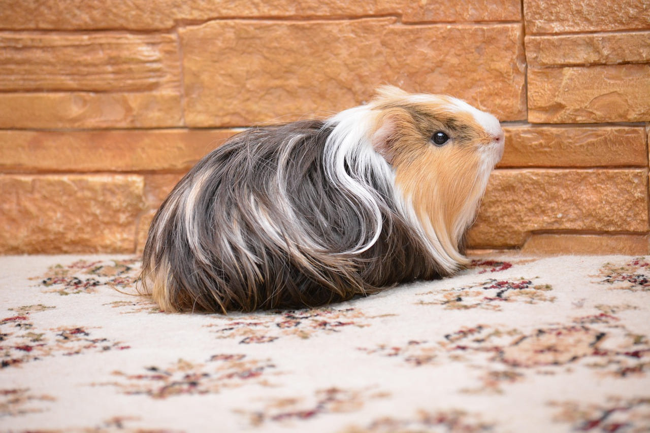 guinea pig, pet, nature, animals, piggy on Little Critter Guide