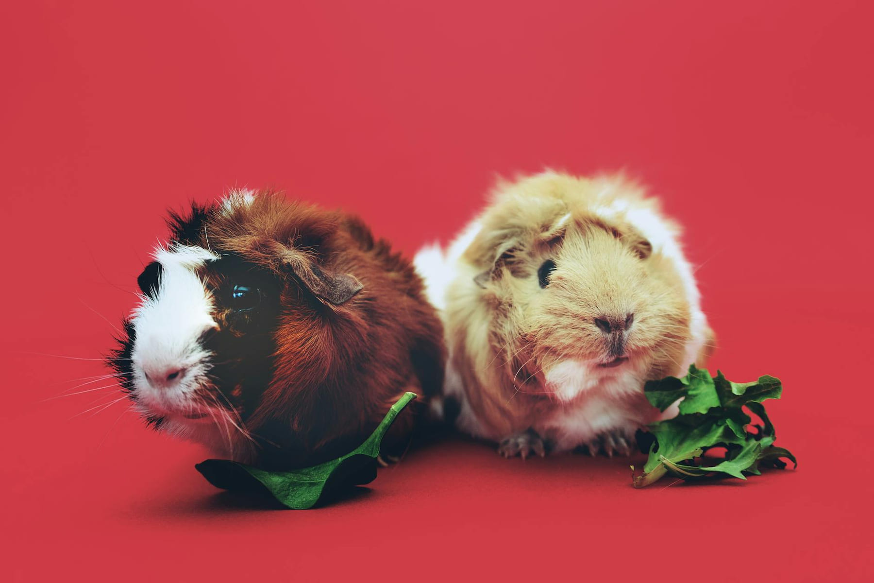 A cute pair of guinea pigs enjoying leaves against a vibrant red backdrop. on Little Critter Guide