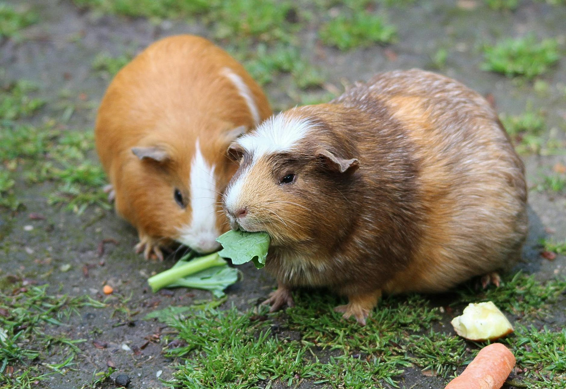 Two cute guinea pigs munching on fresh greens outdoors, enjoying a meal. on Little Critter Guide