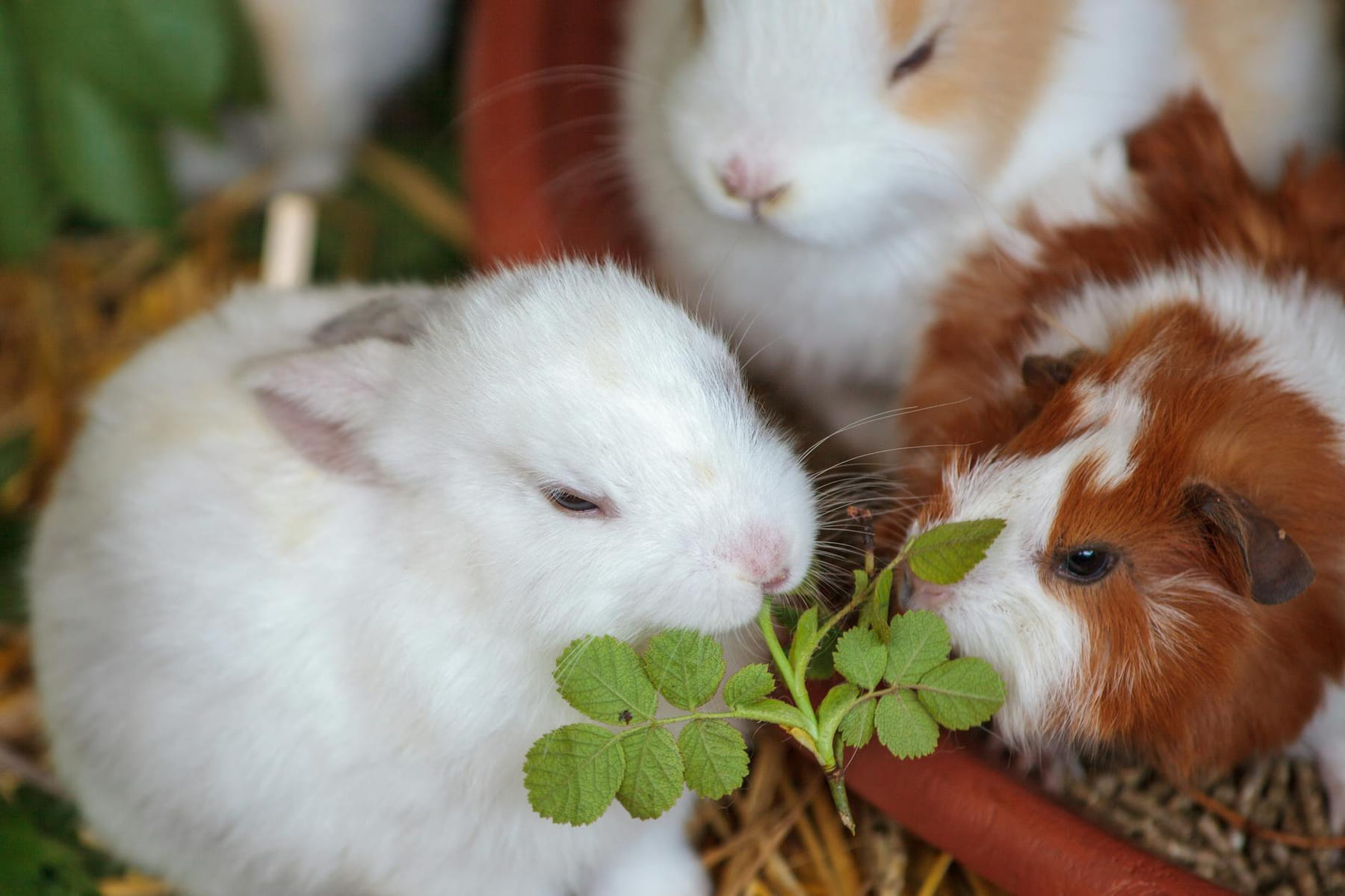 Cute rabbits and a guinea pig feeding on a green plant, enjoying their meal together. on Little Critter Guide