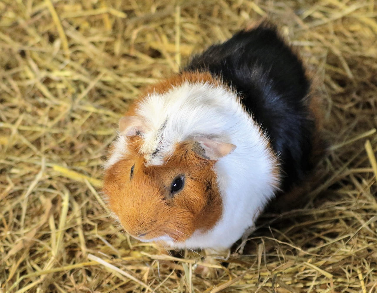 guinea pig, rodent, animal, pet, guinea, pig, cute, white, furry, hairy, mammal, nature, brown, fur, adorable, hamster, domestic, guinea-pig on Little Critter Guide