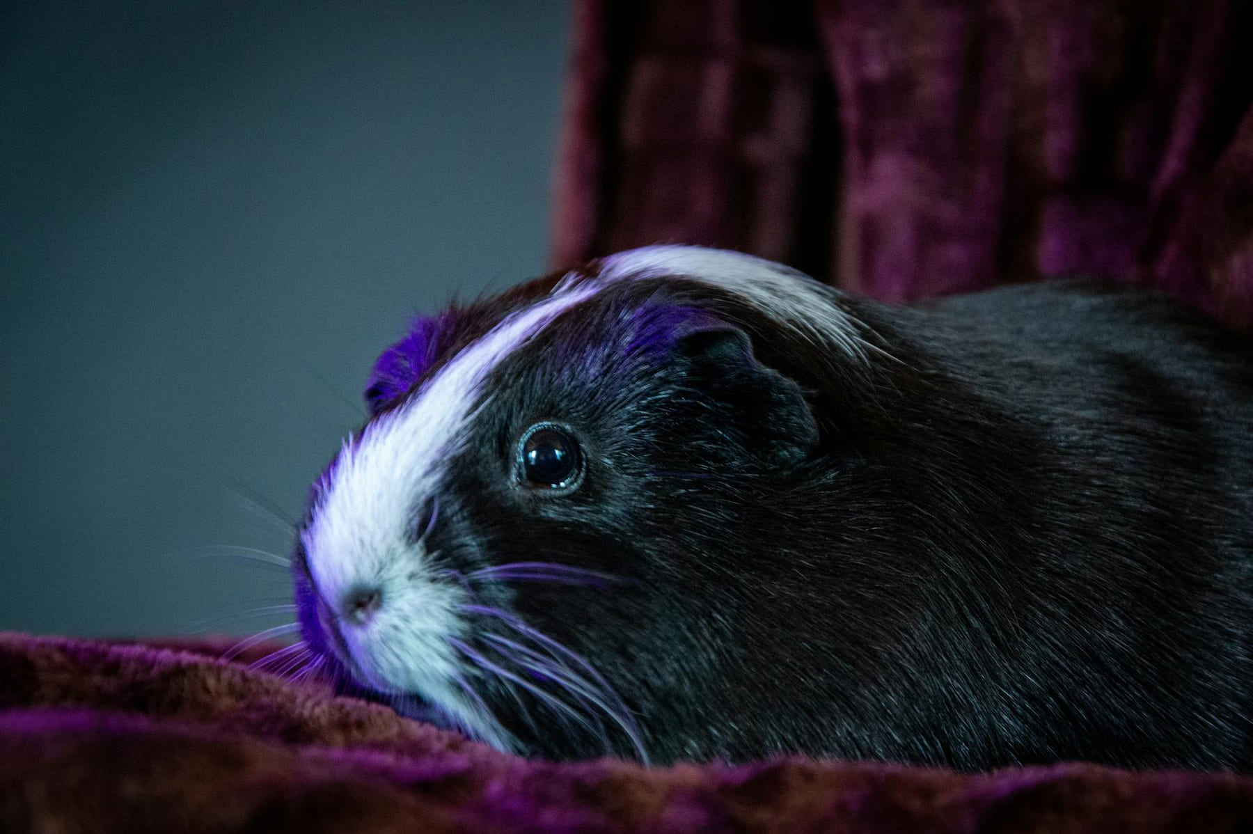 Adorable guinea pig lying on a purple blanket with soft lighting and shadows. on Little Critter Guide