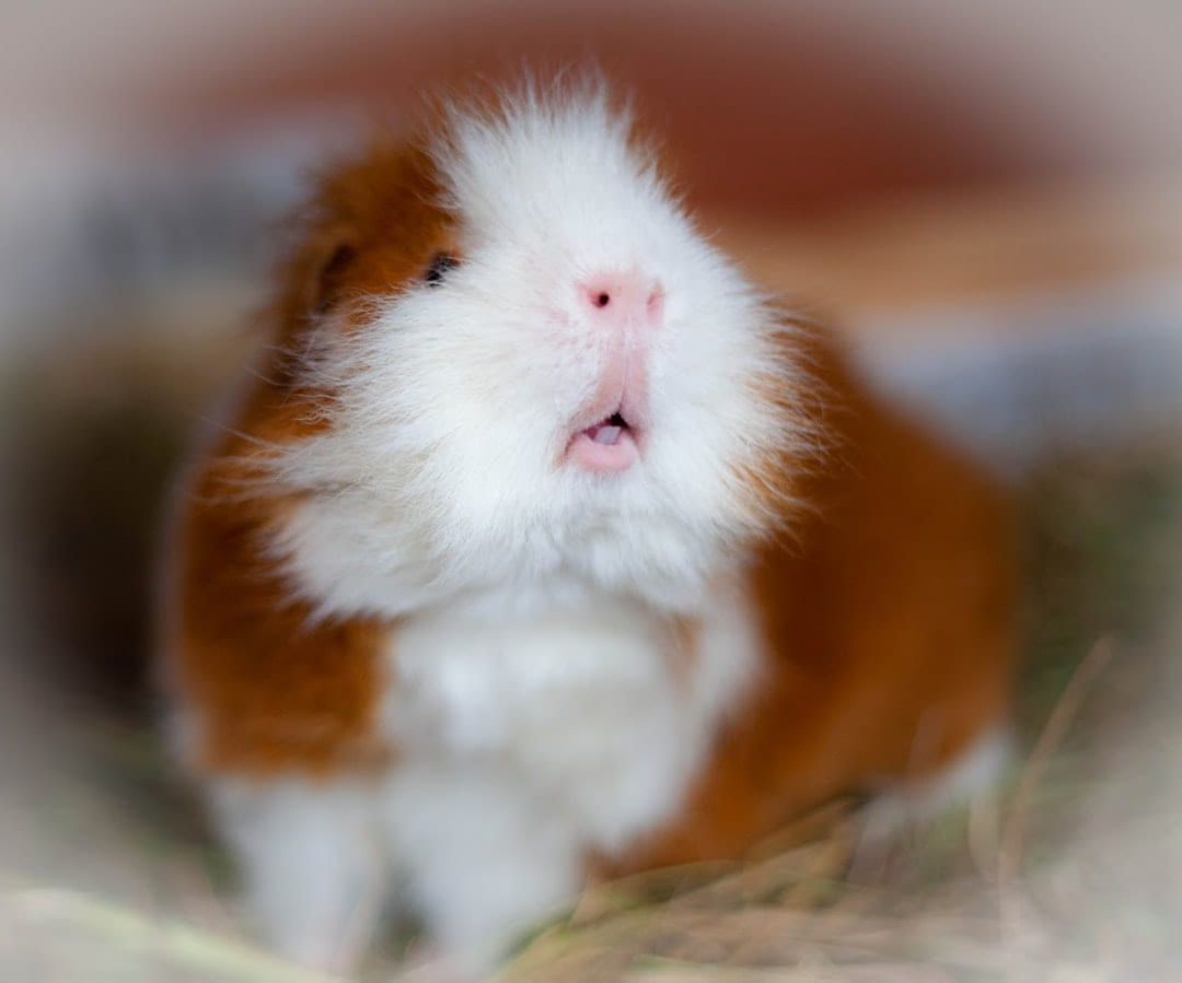 a baby white and orange animal on Little Critter Guide