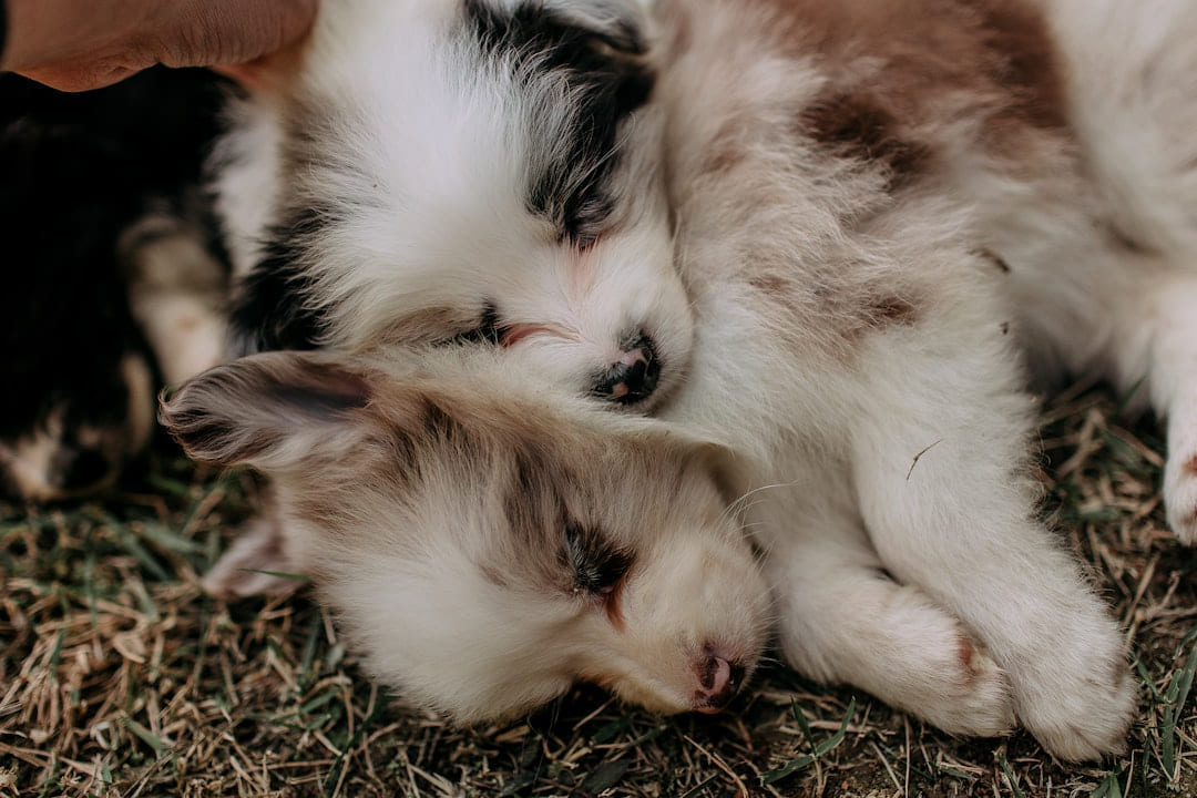 Three puppies sleeping soundly on the grass. on Little Critter Guide
