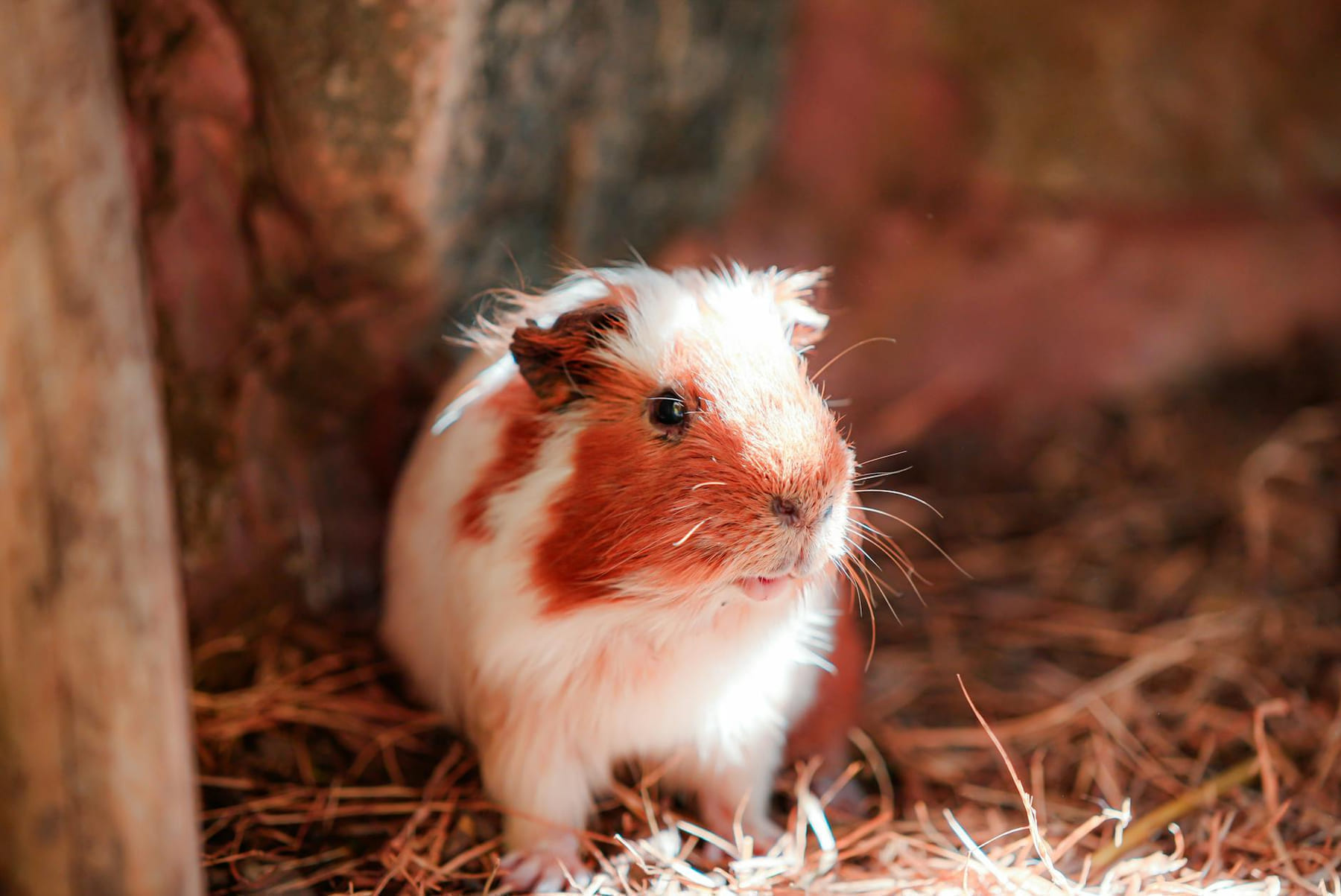 A cute guinea pig sits on straw in a warm, rustic environment. on Little Critter Guide