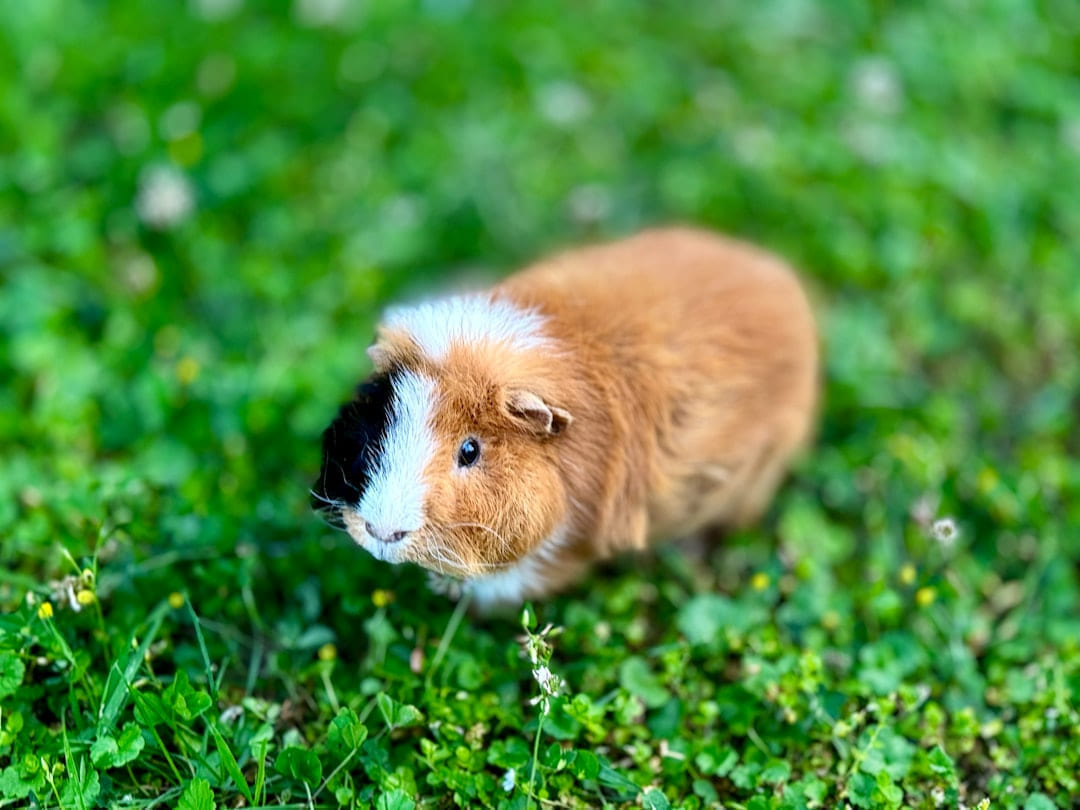 A small brown and white guinea pig sitting in the grass on Little Critter Guide