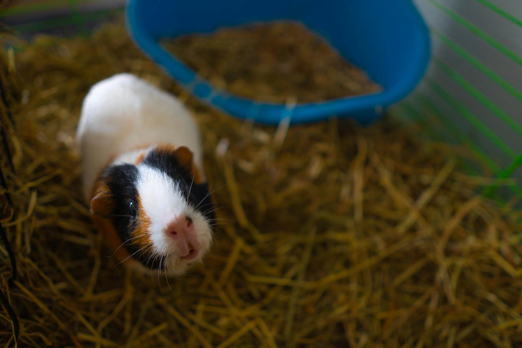 Close-up of a charming guinea pig in its indoor cage with straw and a blue pet house. on Little Critter Guide