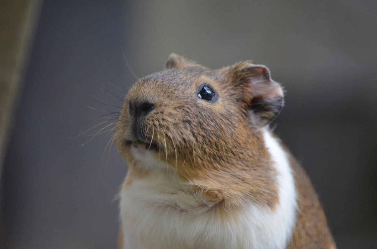 animal, guinea pig, nature, hamster, rodent, pet, whiskers on Little Critter Guide