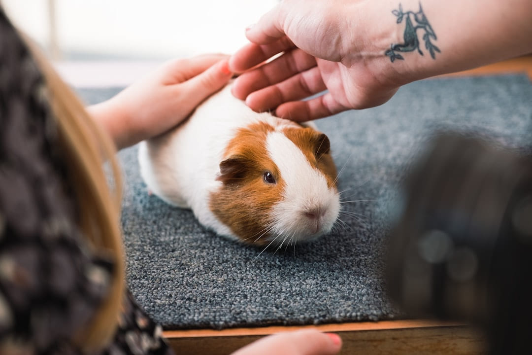 a person petting a brown and white guinea pig on Little Critter Guide