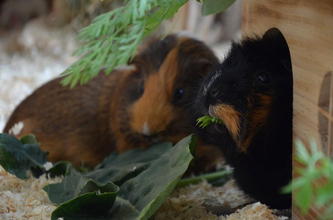 brown and black guinea pig on ground on Little Critter Guide