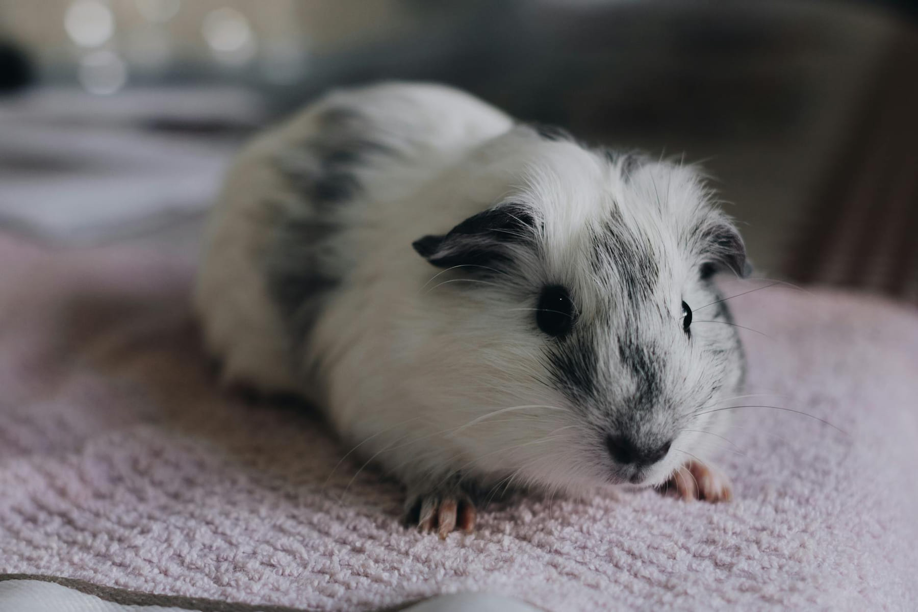 Cute guinea pig resting on a soft pink towel indoors, creating a cozy pet scene. on Little Critter Guide