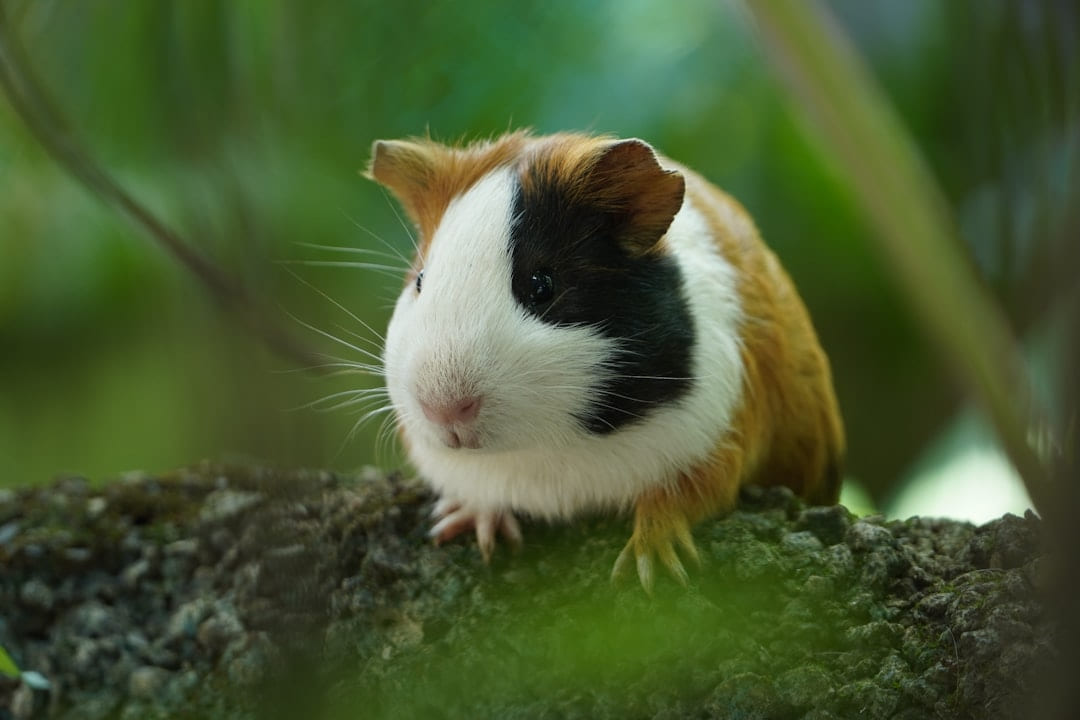 white and brown guinea pig on brown wood on Little Critter Guide