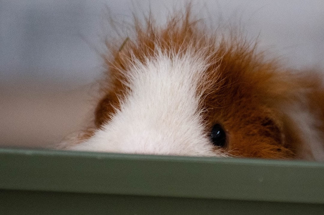 a brown and white guinea pig on Little Critter Guide