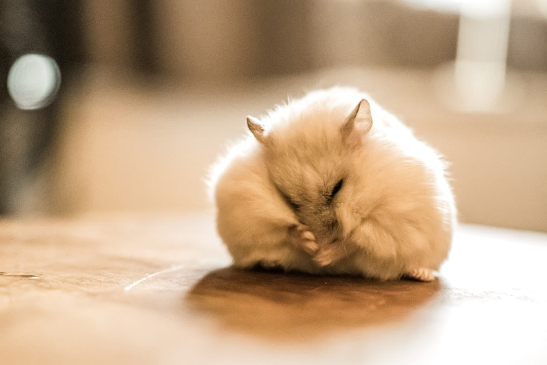 white long fur cat on brown wooden table on Little Critter Guide