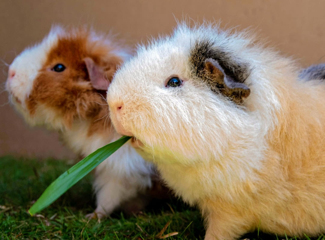 a guinea pig and a guinea pig on Little Critter Guide