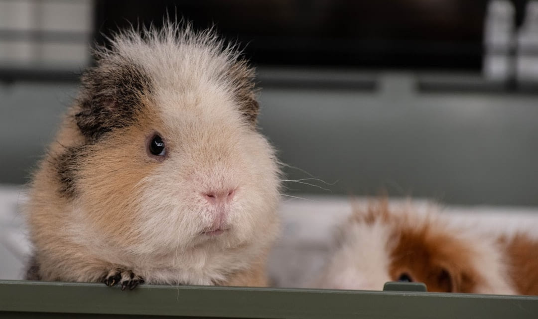 a guinea pig in a cage on Little Critter Guide
