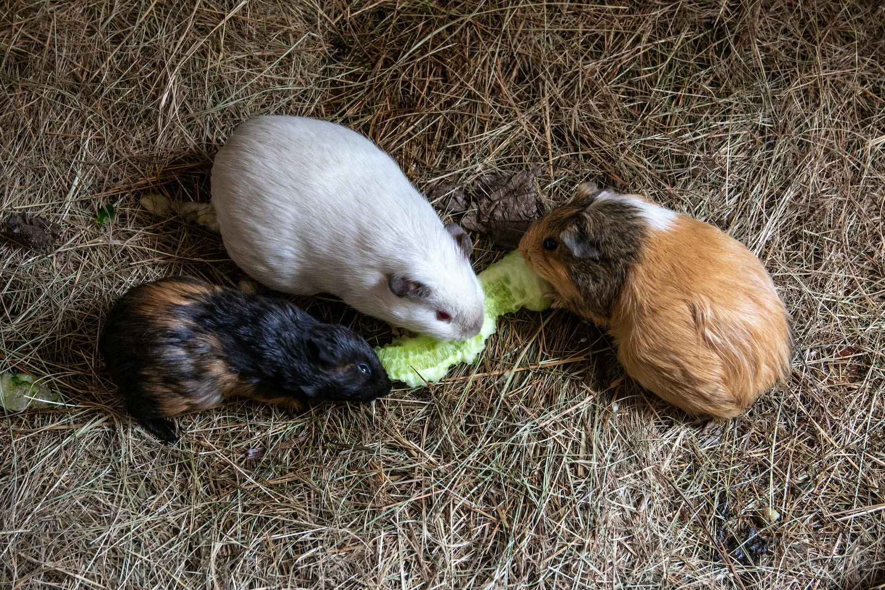 Three guinea pigs eat lettuce on straw bedding, showcasing their natural behavior. on Little Critter Guide