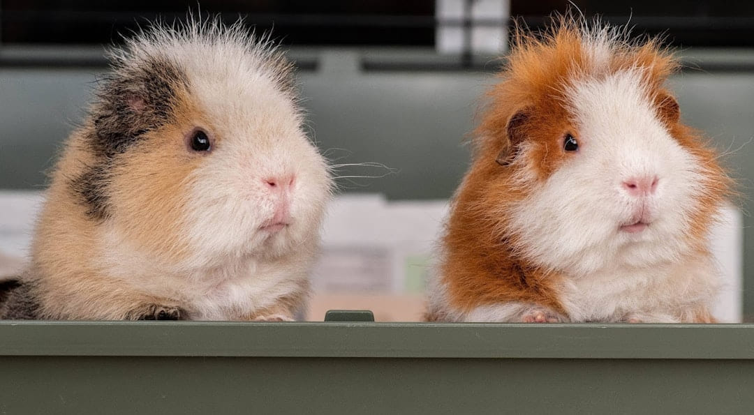 two guinea pigs in a cage on Little Critter Guide