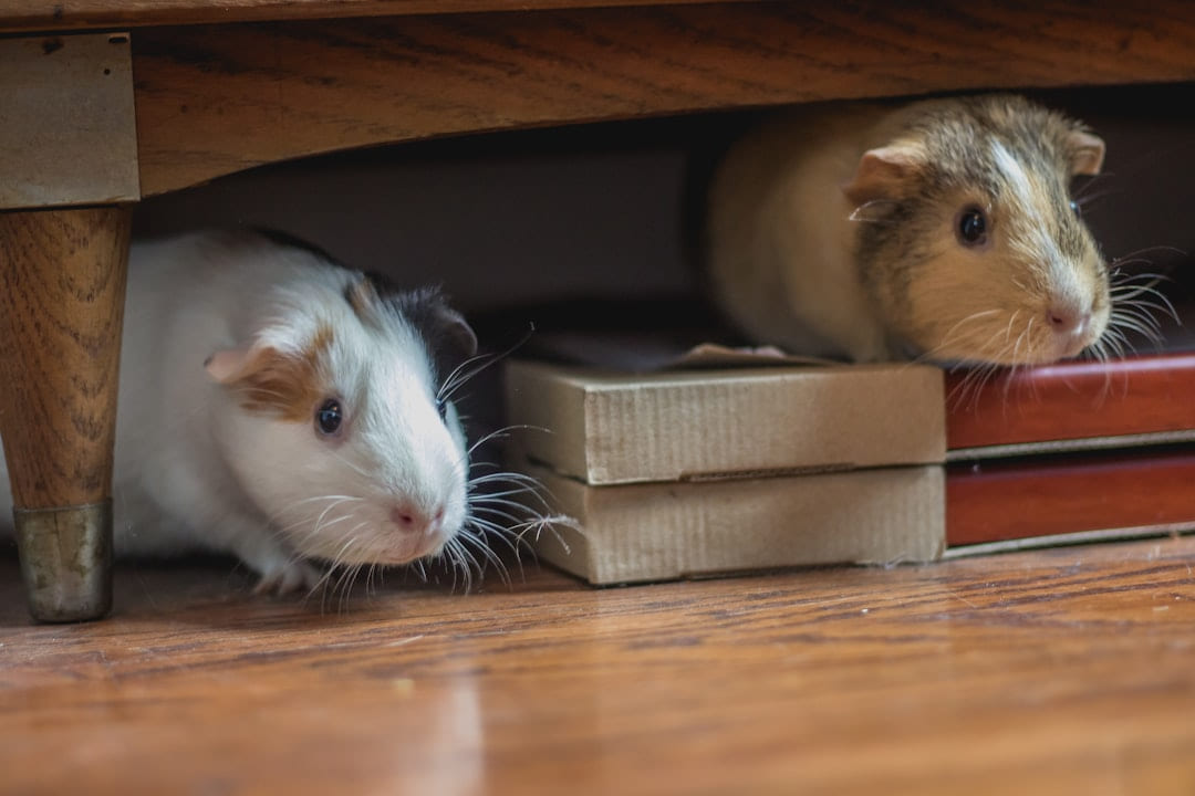 white and brown guinea pigs on Little Critter Guide