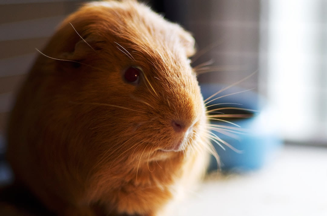 brown guinea pig on Little Critter Guide