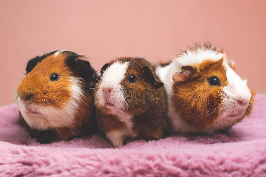 brown and white guinea pig on pink textile on Little Critter Guide