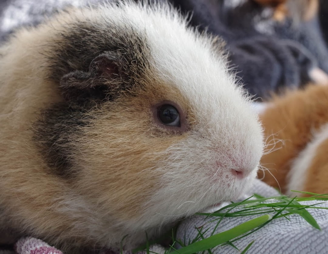 a close up of a guinea pig on Little Critter Guide