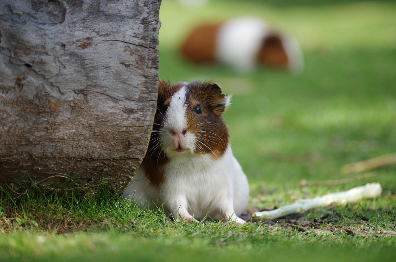 guinea pig, the animal, hamster, hair, rodent, guinea pig, guinea pig, hamster, hamster, hamster, hamster, hamster on Little Critter Guide