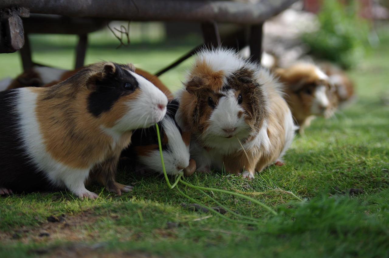 guinea pig, the animal, hamster, hair, rodent, hamster, hamster, hamster, hamster, hamster on Little Critter Guide