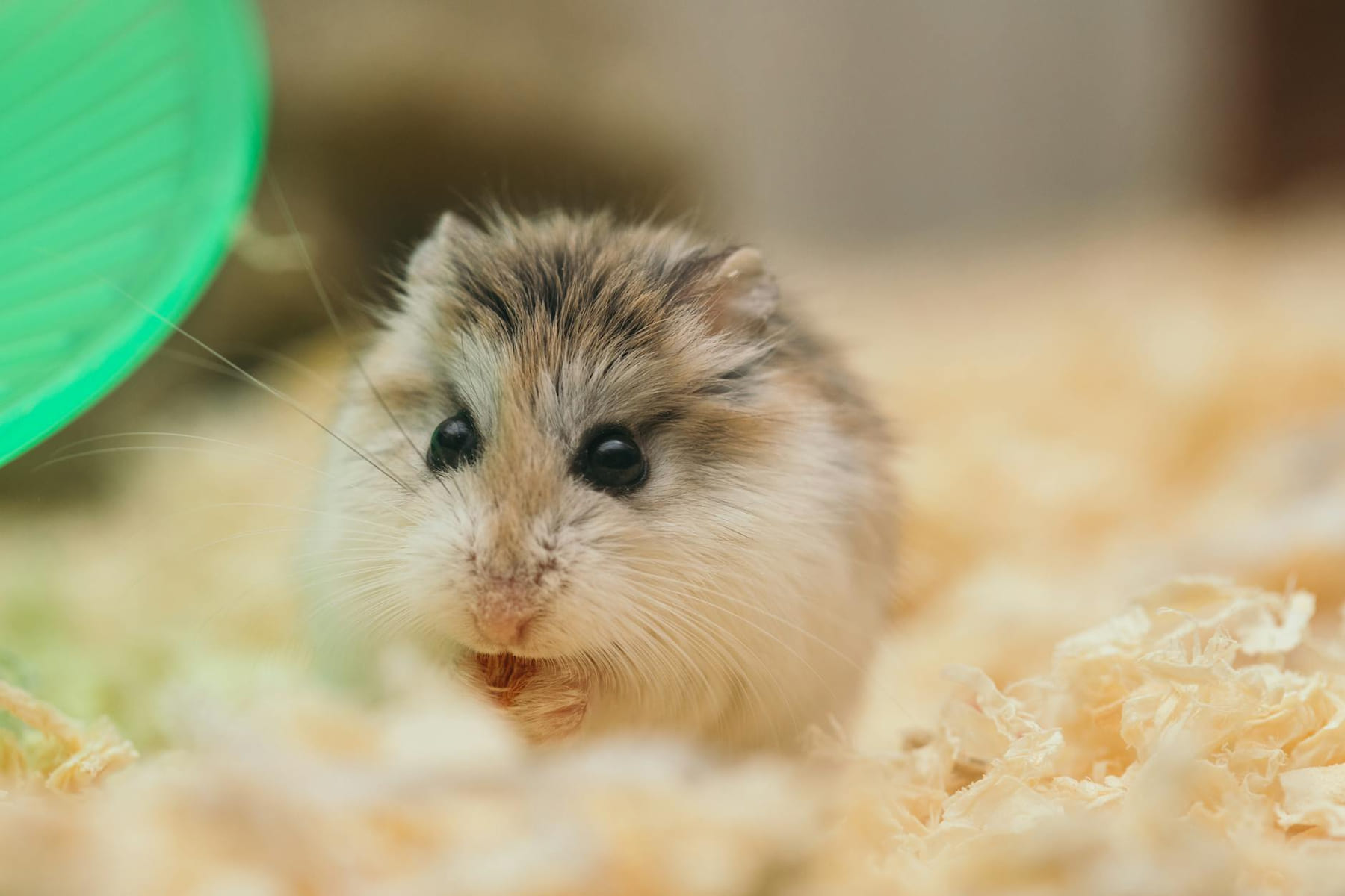 Funny small fluffy domestic hamster sitting in cage on sawdust and nibbling food on Little Critter Guide