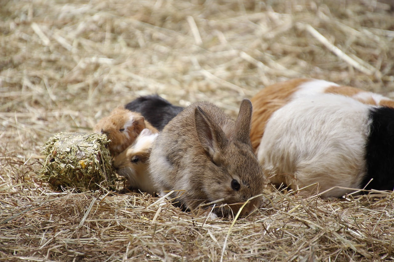 rabbit, guinea pig, rodent, fur, pet, nager on Little Critter Guide