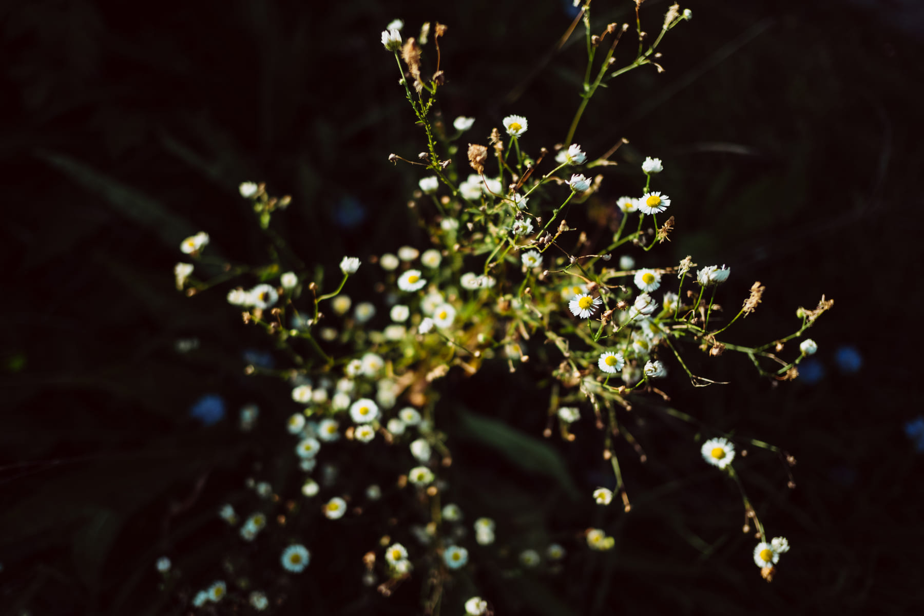 Tiny camomile flowers - freestocks.org - Free stock photo on Little Critter Guide