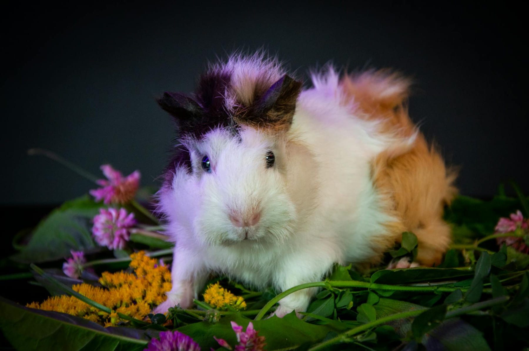 Cute guinea pig sitting among colorful flowers and green leaves in a studio setting. on Little Critter Guide