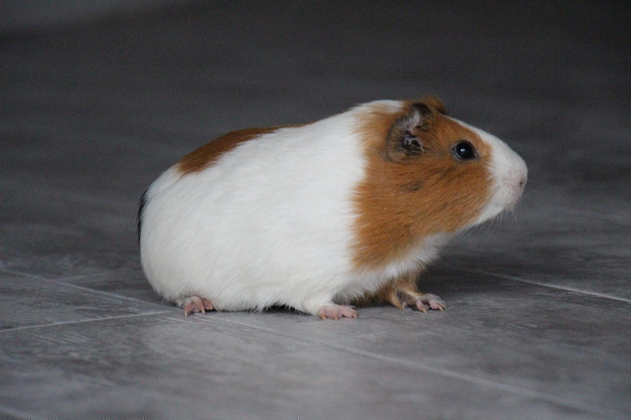 hamster, guinea pig, rodent, nature, pet, animal on Little Critter Guide