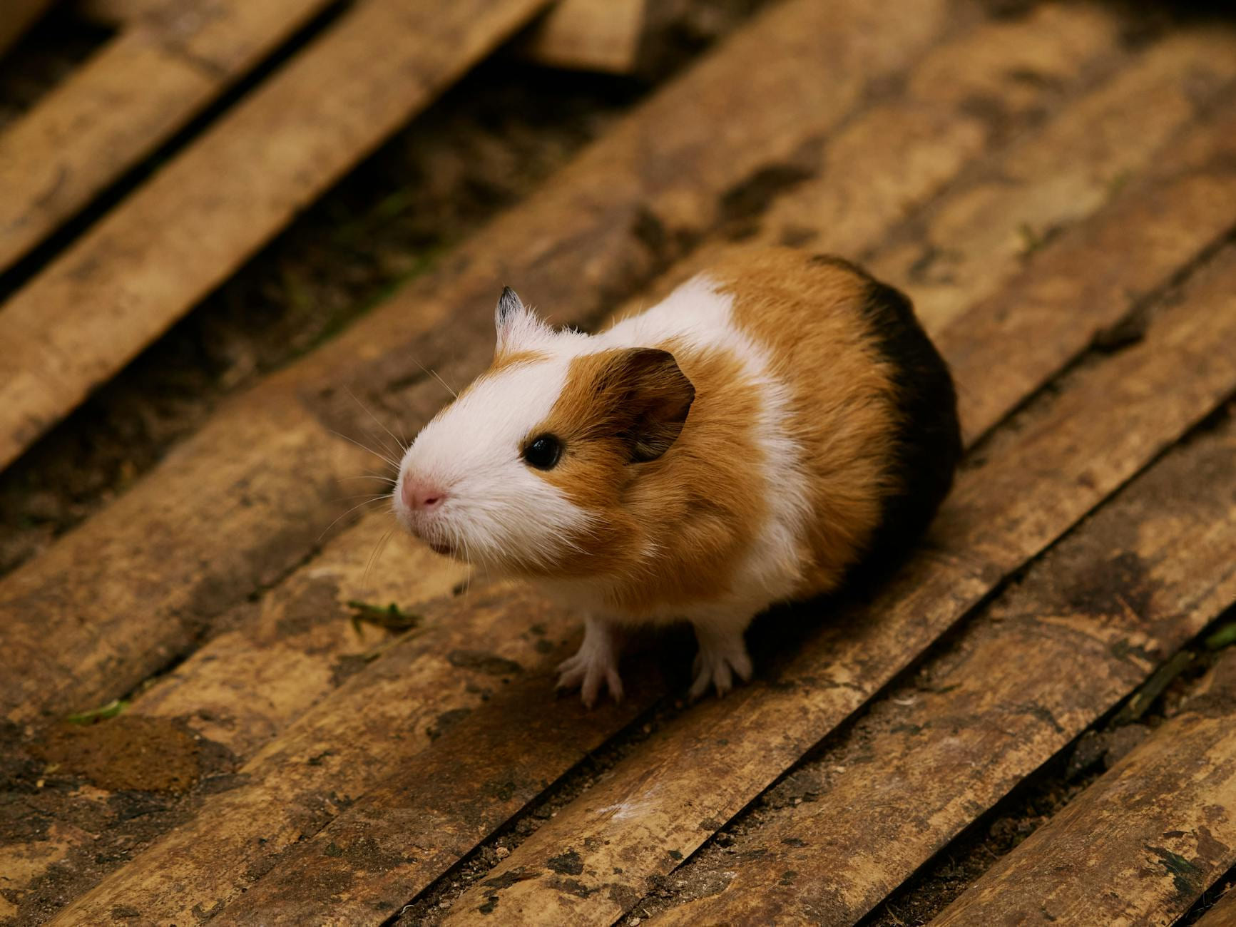 A charming guinea pig captured on a rustic wooden floor, showcasing its adorable features. on Little Critter Guide