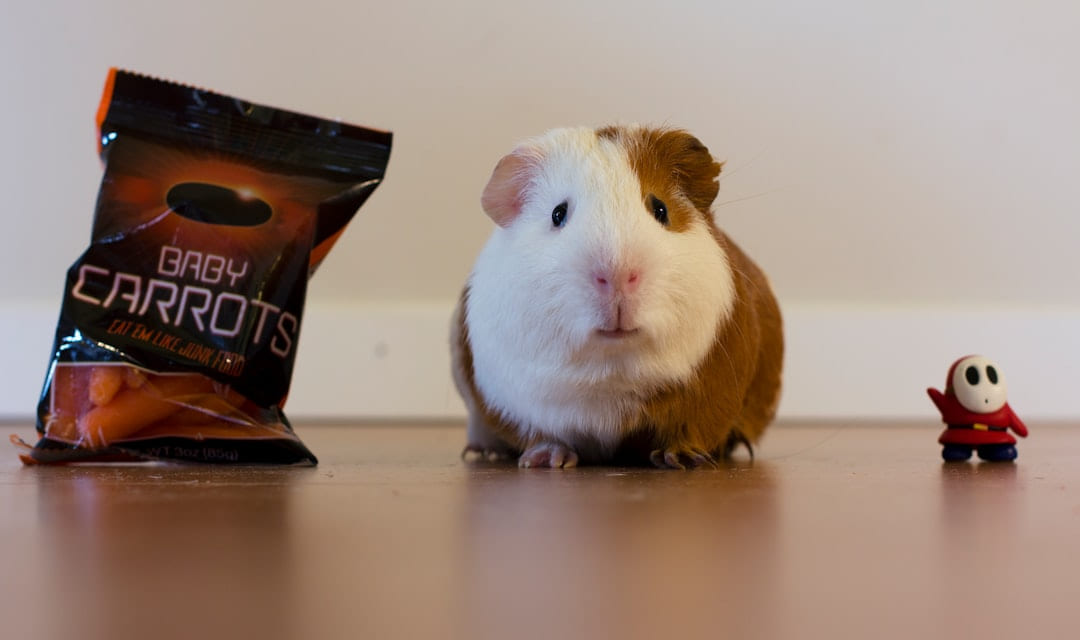 brown and white guinea pig on Little Critter Guide