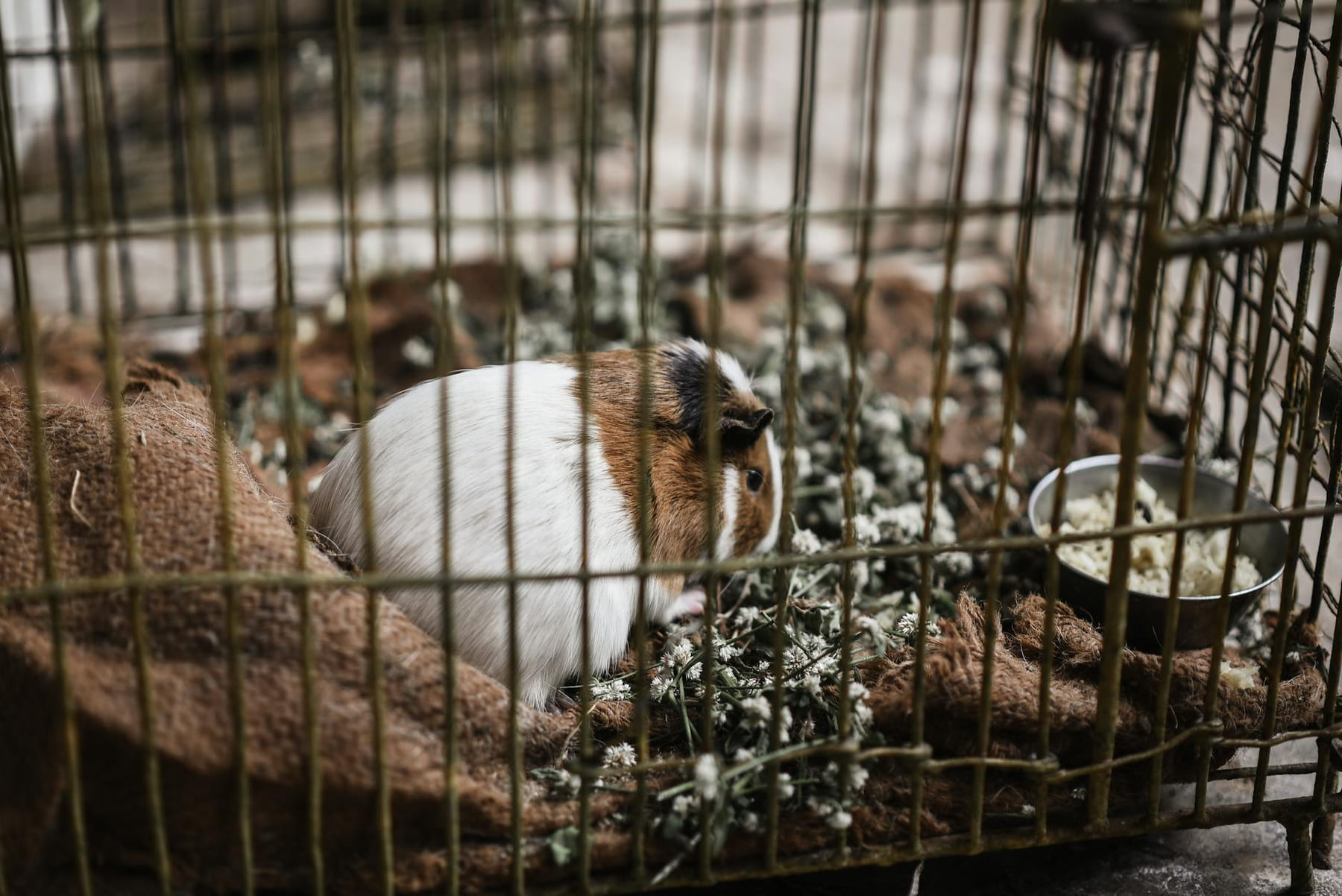 A cute guinea pig inside a cage surrounded by bedding and food, photographed indoors. on Little Critter Guide